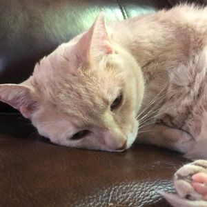 Meet your Posher, Emma